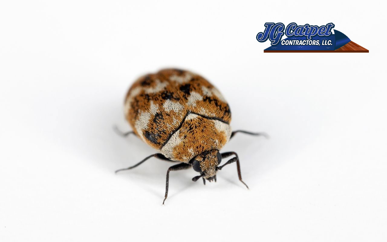 https://www.jgcarpetcontractorsllc.com/wp-content/uploads/2022/05/how-get-rid-of-carpet-beetles.jpg
